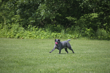 20250621_Dog Park__DSC0045_.jpg