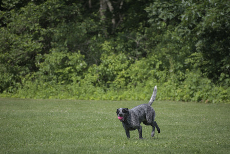 20250621_Dog Park__DSC0046_.jpg
