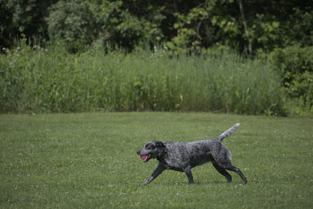 20250621_Dog Park__DSC0049_.jpg