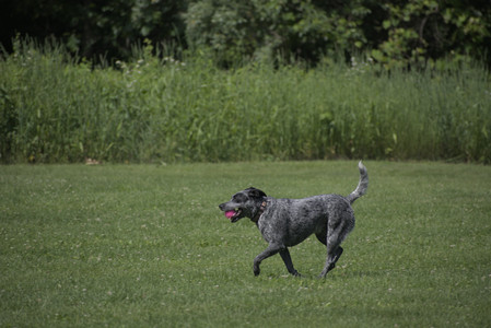 20250621_Dog Park__DSC0050_.jpg