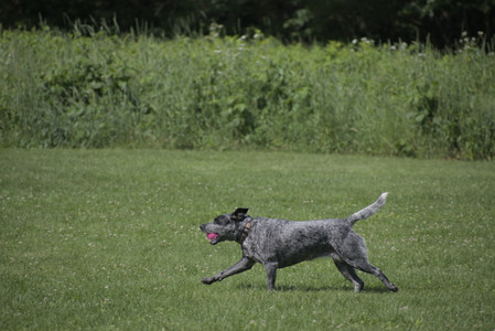 20250621_Dog Park__DSC0055_.jpg