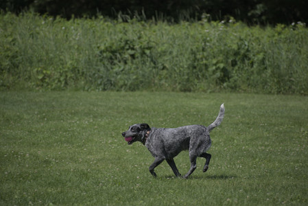 20250621_Dog Park__DSC0056_.jpg