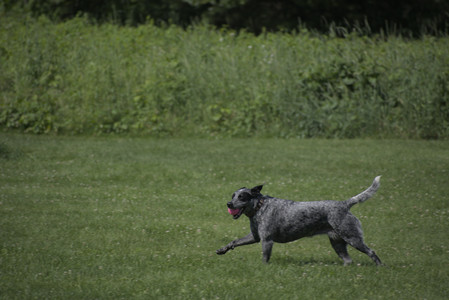 20250621_Dog Park__DSC0057_.jpg