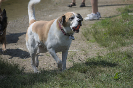 20250621_Dog Park__DSC0062_.jpg