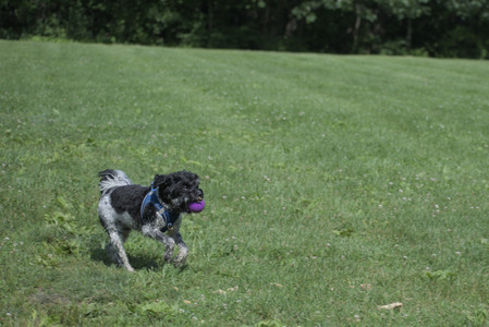 20250621_Dog Park__DSC0073_.jpg