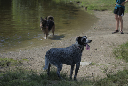 20250621_Dog Park__DSC0087_.jpg