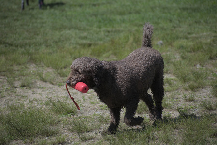 20250621_Dog Park__DSC0100_.jpg