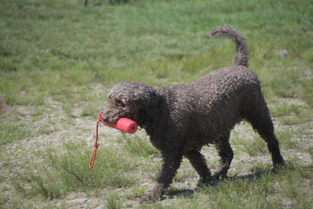 20250621_Dog Park__DSC0101_.jpg