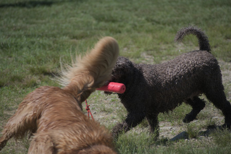 20250621_Dog Park__DSC0102_.jpg