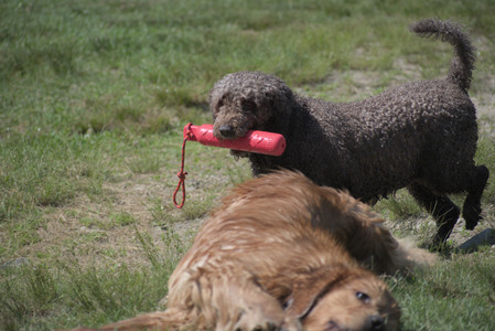 20250621_Dog Park__DSC0103_.jpg