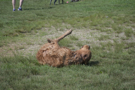 20250621_Dog Park__DSC0105_.jpg