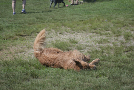 20250621_Dog Park__DSC0106_.jpg