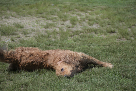 20250621_Dog Park__DSC0113_.jpg