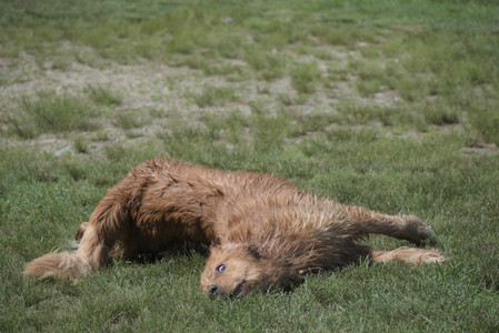 20250621_Dog Park__DSC0114_.jpg