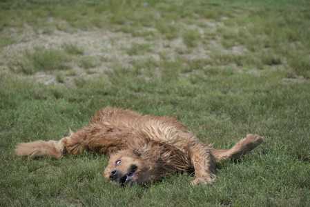 20250621_Dog Park__DSC0118_.jpg
