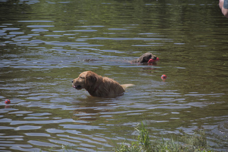 20250621_Dog Park__DSC0123_.jpg