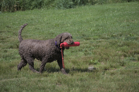 20250621_Dog Park__DSC0143_.jpg