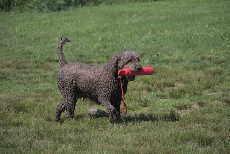 20250621_Dog Park__DSC0147_.jpg