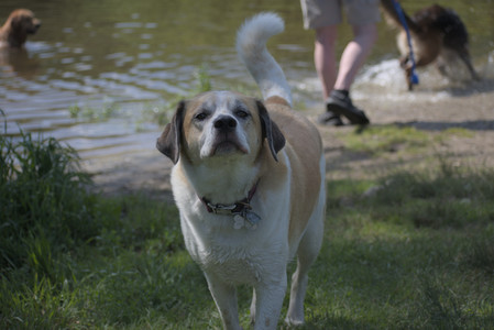 20250621_Dog Park__DSC0151_.jpg