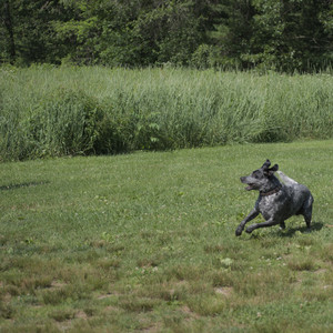 20250621_Dog Park__DSC0159_.jpg