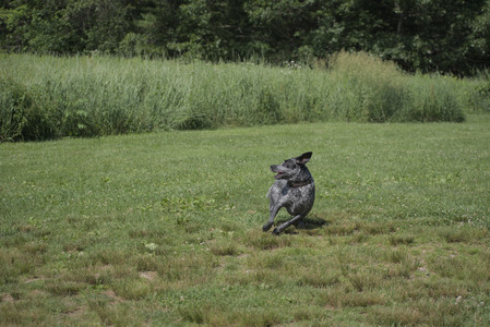 20250621_Dog Park__DSC0161_.jpg