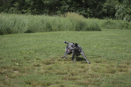 20250621_Dog Park__DSC0162_.jpg