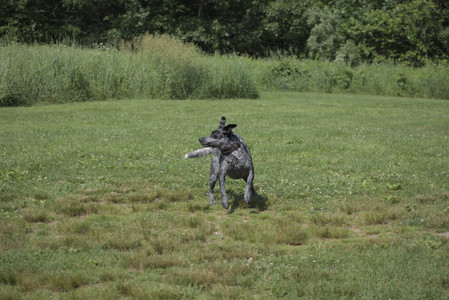 20250621_Dog Park__DSC0163_.jpg