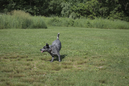 20250621_Dog Park__DSC0164_.jpg