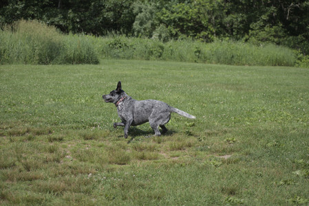 20250621_Dog Park__DSC0165_.jpg