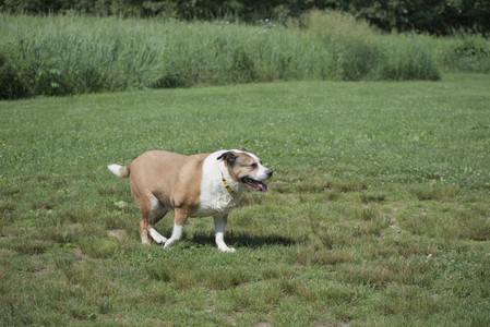 20250621_Dog Park__DSC0173_.jpg