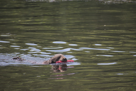 20250621_Dog Park__DSC0183_.jpg
