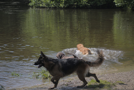 20250621_Dog Park__DSC0208_.jpg