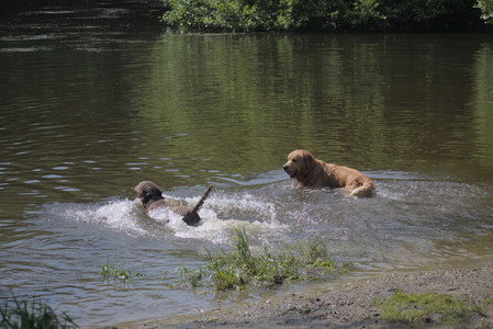 20250621_Dog Park__DSC0212_.jpg