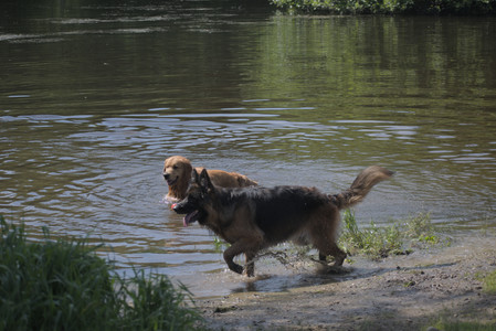 20250621_Dog Park__DSC0222_.jpg