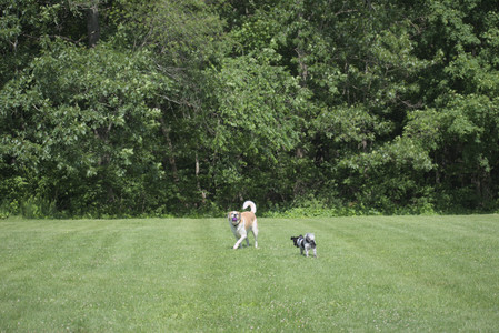 20250621_Dog Park__DSC0232_.jpg