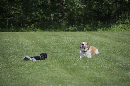 20250621_Dog Park__DSC0235_.jpg