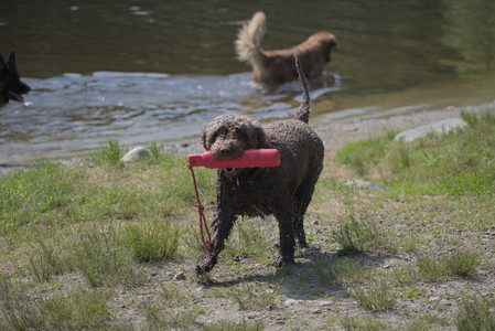 20250621_Dog Park__DSC0239_.jpg