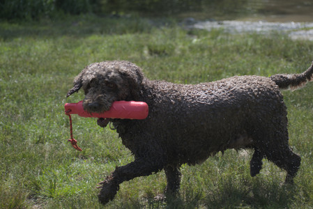 20250621_Dog Park__DSC0244_.jpg