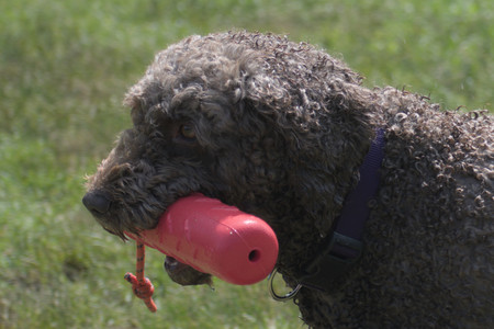 20250621_Dog Park__DSC0248_.jpg