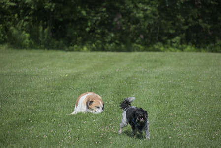 20250621_Dog Park__DSC0254_.jpg