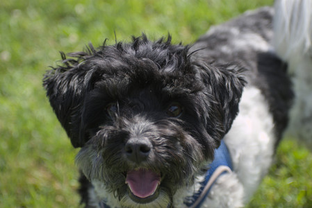 20250621_Dog Park__DSC0258_.jpg