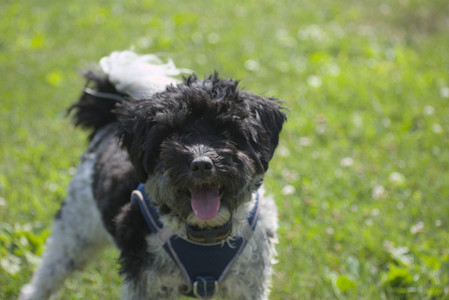 20250621_Dog Park__DSC0262_.jpg