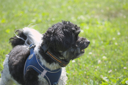 20250621_Dog Park__DSC0266_.jpg