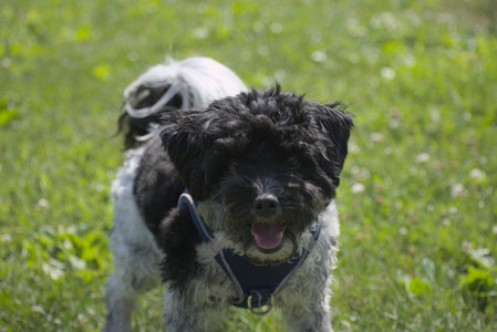 20250621_Dog Park__DSC0267_.jpg