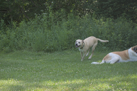 20250621_Dog Park__DSC0271_.jpg