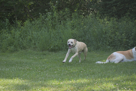 20250621_Dog Park__DSC0272_.jpg
