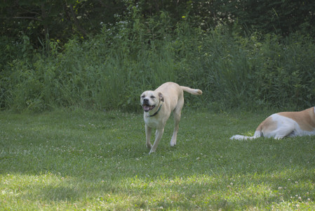 20250621_Dog Park__DSC0273_.jpg