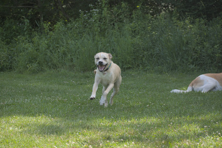 20250621_Dog Park__DSC0274_.jpg
