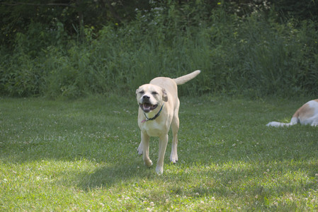 20250621_Dog Park__DSC0275_.jpg