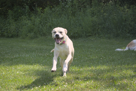 20250621_Dog Park__DSC0276_.jpg
